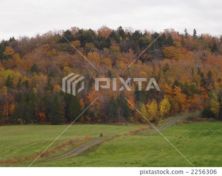 Autumn leaves of Orleans 2256306