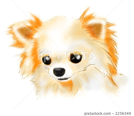 Chihuahuas (long coat) 2256349