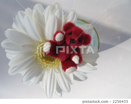 White Gerbera and Red Teddy Bear White Gerbera and Red Teddy Bear 2256433