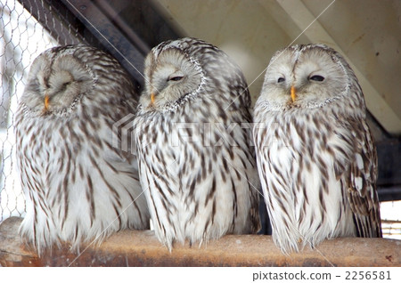 Ezo Owlfu lining up Ezo Owlfu lining up 2256581