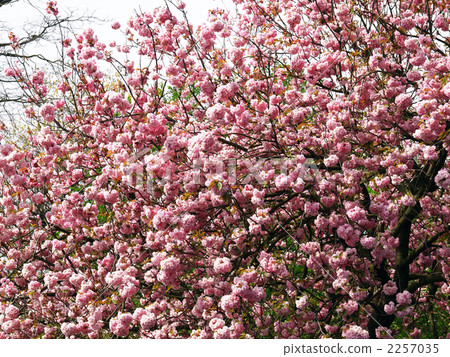 Yaezakura Sakura Brussels Yaezakura Sakura Brussels 2257035