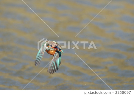 A kingfisher who jumps and fists a fish 2258097