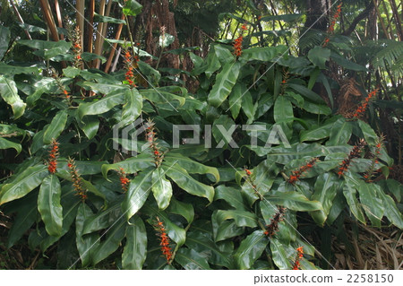 Kahili Ginger of Hawaii Island Kahili Ginger of Hawaii Island 2258150