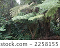 夏威夷島Paraparai（蕨類植物） 2258155