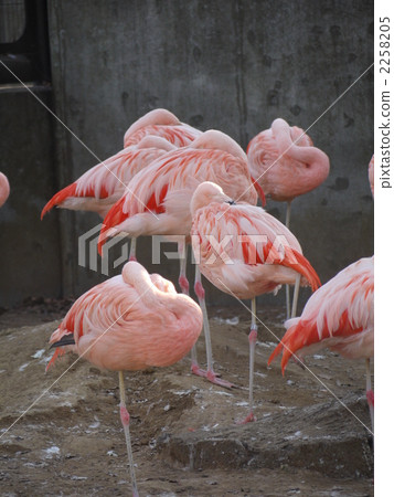 chili flamingo chili flamingo 2258205