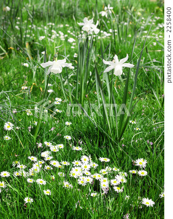 黃水仙雛菊白色花園布魯塞爾 2258400