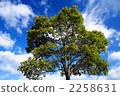 風景 藍天 天空 2258631