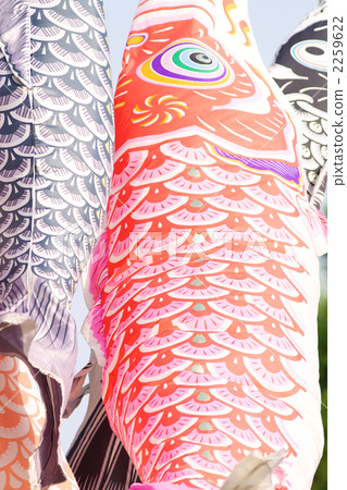 Carp streamer 2259622