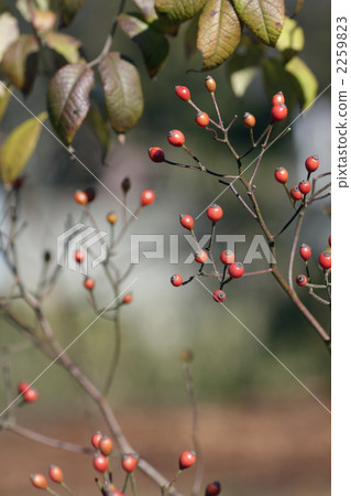 玫瑰的果實。 2259823