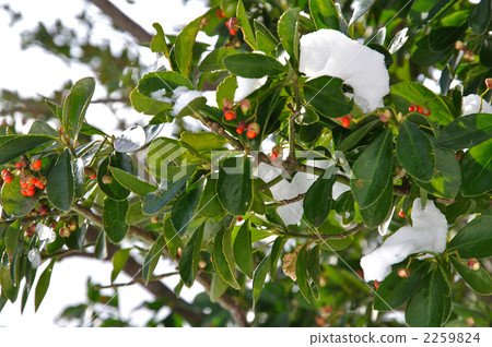 樹·Masaki(家庭) 樹·Masaki(家庭) 2259824