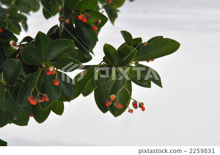 樹·Masaki（家庭） 2259831