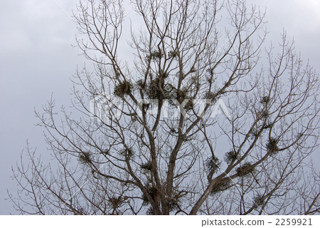Tree · Mistletoe (Mistletoe family) 2259921