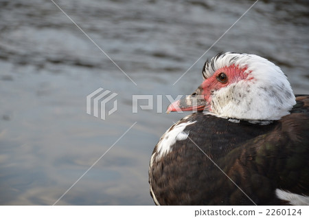 Vicken·女性模式2 2260124