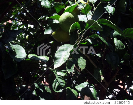 aoshima mikan orange, mandarin orange, fruit 2260445
