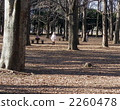 At Yoyogi Park 2260478