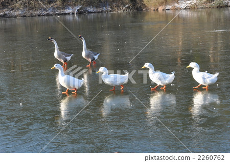 Ducks and geese marching 2260762