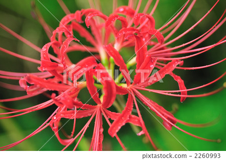 彼岸花 石蒜 曼珠沙華 2260993