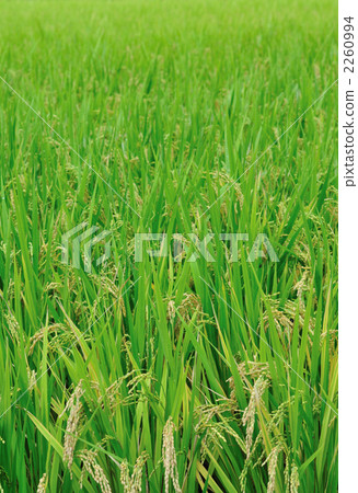 水稻 2260994