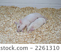 Co-sleeping of piglets 2261310