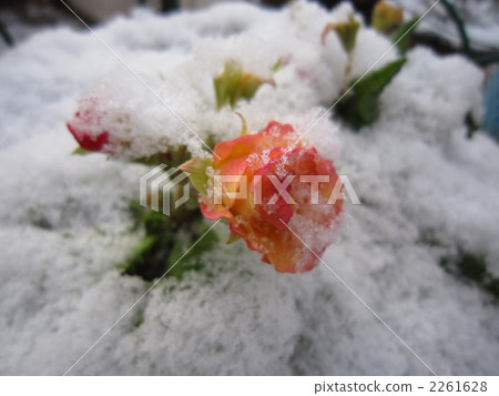 julian, julien, petal 2261628