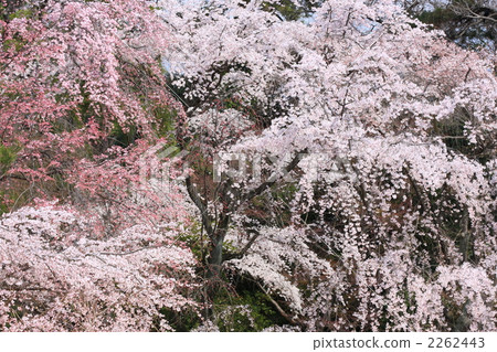 下垂的櫻桃樹 下垂的櫻桃樹 2262443