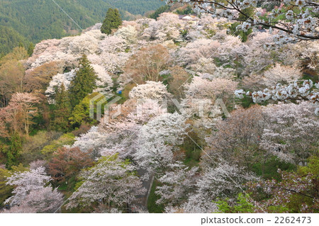 在1000 Yoshinoyama下 2262473