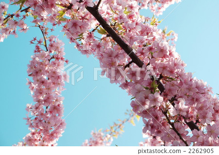 kawazu cherry blossoms, kawaji sakura, cherry blossom 2262905