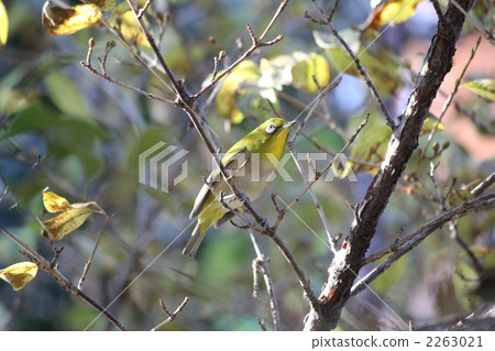 White-eye 2263021