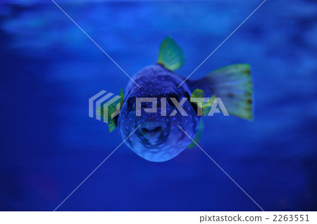 Puffer fish 2263551