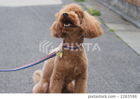 貴賓犬 貴賓狗 毛孩 2263598