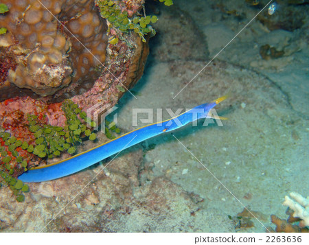 博涅斯鰻 黑身管鼻鯙 帶鰻 2263636