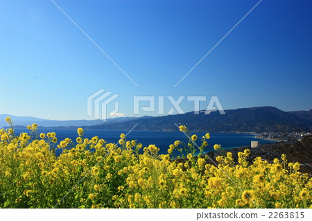 Landscape of Rape flower 2263815