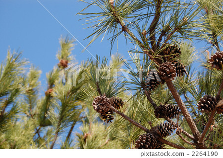 Pine cones 1 2264190