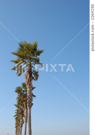 Shrub Tree 4 2264198