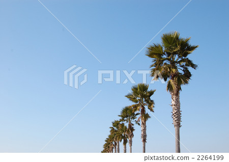Shro tree 5 Shro tree 5 2264199