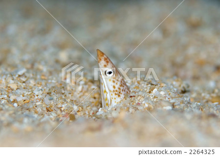 Sharp Snow Sneak Eel Sharp Snow Sneak Eel 2264325