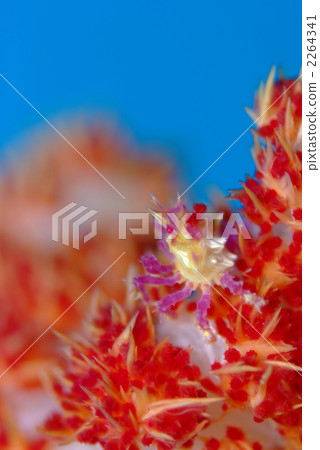 Isocompace pea 2264341