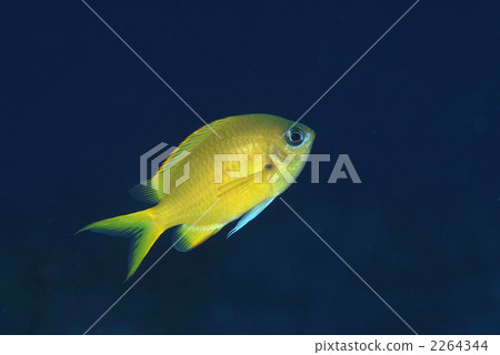 扇形麻雀 扇形麻雀 2264344