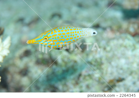 天狗卡哈吉 2264345