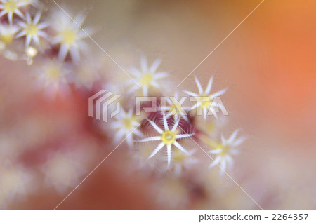 息肉 息肉 2264357