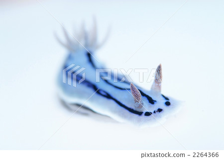 Misole Umizushi Misole Umizushi 2264366