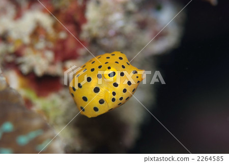 Minami Hako fu 2264585