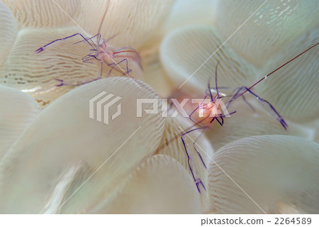 Bubble Coral Shrimp 2264589