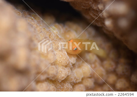 Kasai Dalma Goby 2264594