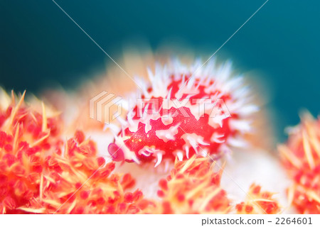 Kodama rabbit guy 2264601