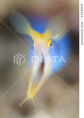 哈娜甲蟲 2264604