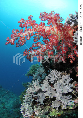 Soft coral 2264629