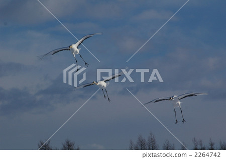 日本吊車 丹頂鶴 鶴 2264742