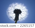 蓬鬆 棉花 蓬鬆的 2265157