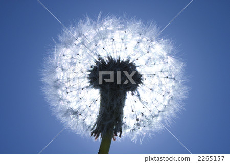蓬鬆 棉花 蓬鬆的 2265157